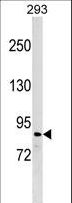 ZNF7 Antibody - ZNF7 Antibody western blot of 293 cell line lysates (35 ug/lane). The ZNF7 antibody detected the ZNF7 protein (arrow).