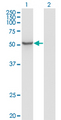ZNF70 Antibody - Western Blot analysis of ZNF70 expression in transfected 293T cell line by ZNF70 monoclonal antibody (M01), clone 1D8.Lane 1: ZNF70 transfected lysate (Predicted MW: 50.8 KDa).Lane 2: Non-transfected lysate.