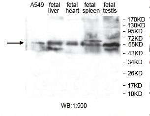 ZNF701 Antibody