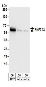 ZNF703 Antibody - Detection of Human ZNF703 by Western Blot. Samples: Whole cell lysate (50 ug) from 293T, HeLa, and Jurkat cells. Antibodies: Affinity purified rabbit anti-ZNF703 antibody used for WB at 0.1 ug/ml. Detection: Chemiluminescence with an exposure time of 3 seconds.