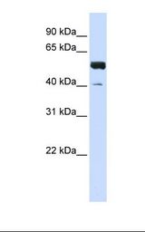 ZNF703 Antibody - Jurkat cell lysate. Antibody concentration: 1.0 ug/ml. Gel concentration: 12%.  This image was taken for the unconjugated form of this product. Other forms have not been tested.