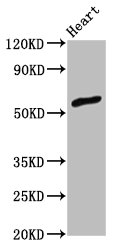 ZNF703 Antibody - Positive Western Blot detected in Rat heart tissue. All lanes: ZNF703 antibody at 3 µg/ml Secondary Goat polyclonal to rabbit IgG at 1/50000 dilution. Predicted band size: 59 KDa. Observed band size: 59 KDa