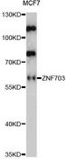 ZNF703 Antibody - Western blot analysis of extracts of MCF7 cells, using ZNF703 antibody at 1:1000 dilution. The secondary antibody used was an HRP Goat Anti-Rabbit IgG (H+L) at 1:10000 dilution. Lysates were loaded 25ug per lane and 3% nonfat dry milk in TBST was used for blocking. An ECL Kit was used for detection and the exposure time was 30s.