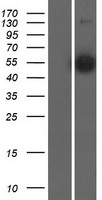 ZNF703 Protein - Western validation with an anti-DDK antibody * L: Control HEK293 lysate R: Over-expression lysate