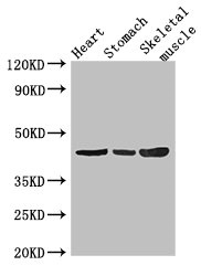 ZNF707 Antibody - Western Blot Positive WB detected in: Mouse heart tissue, Mouse stomach tissue, Mouse skeletal muscle tissue All lanes: ZNF707 antibody at 3.4µg/ml Secondary Goat polyclonal to rabbit IgG at 1/50000 dilution Predicted band size: 44 kDa Observed band size: 44 kDa