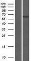 ZNF708 Protein - Western validation with an anti-DDK antibody * L: Control HEK293 lysate R: Over-expression lysate