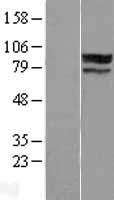 ZNF710 Protein - Western validation with an anti-DDK antibody * L: Control HEK293 lysate R: Over-expression lysate