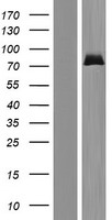 ZNF74 Protein - Western validation with an anti-DDK antibody * L: Control HEK293 lysate R: Over-expression lysate