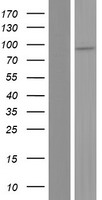 ZNF749 Protein - Western validation with an anti-DDK antibody * L: Control HEK293 lysate R: Over-expression lysate
