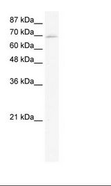 ZNF750 Antibody - HepG2 Cell Lysate.  This image was taken for the unconjugated form of this product. Other forms have not been tested.