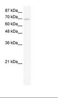 ZNF750 Antibody - HepG2 Cell Lysate.  This image was taken for the unconjugated form of this product. Other forms have not been tested.