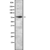 ZNF750 Antibody - Western blot analysis of ZNF750 expression in HEK293 cells. The lane on the left is treated with the antigen-specific peptide.