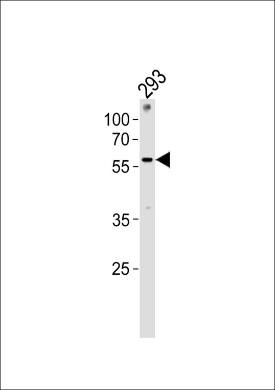 ZNF76 Antibody - ZNF76 Antibody western blot of 293 cell line lysates (35 ug/lane). The ZNF76 antibody detected the ZNF76 protein (arrow).