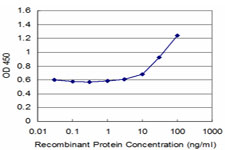 ZNF76 Antibody - Detection limit for recombinant GST tagged ZNF76 is approximately 3 ng/ml as a capture antibody.