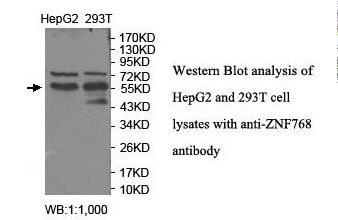 ZNF768 Antibody