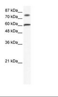 ZNF768 Antibody - Raji Cell Lysate.  This image was taken for the unconjugated form of this product. Other forms have not been tested.