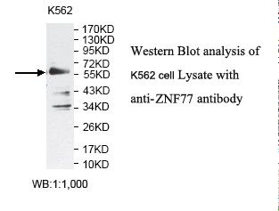 ZNF77 Antibody
