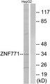 ZNF771 Antibody - Western blot analysis of extracts from HepG2 cells, using ZNF771 antibody.