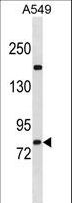 ZNF782 Antibody - ZNF782 Antibody western blot of A549 cell line lysates (35 ug/lane). The ZNF782 antibody detected the ZNF782 protein (arrow).