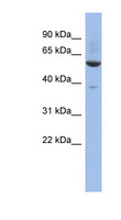 ZNF783 Antibody - ZNF783 antibody Western blot of THP-1 cell lysate. This image was taken for the unconjugated form of this product. Other forms have not been tested.