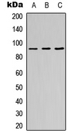 ZNF786 Antibody - Western blot analysis of ZNF786 expression in HEK293T (A); Raw264.7 (B); H9C2 (C) whole cell lysates.