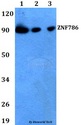 ZNF786 Antibody - Western blot of ZNF786 antibody at 1:500 dilution. Lane 1: HEK293T whole cell lysate. Lane 2: Raw264.7 whole cell lysate. Lane 3: H9C2 whole cell lysate.