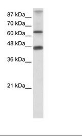 ZNF79 Antibody - HepG2 Cell Lysate.  This image was taken for the unconjugated form of this product. Other forms have not been tested.