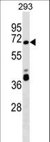 ZNF79 Antibody - ZNF79 Antibody western blot of 293 cell line lysates (35 ug/lane). The ZNF79 antibody detected the ZNF79 protein (arrow).