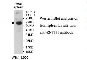 ZNF791 Antibody