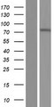 ZNF792 Protein - Western validation with an anti-DDK antibody * L: Control HEK293 lysate R: Over-expression lysate