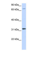 ZNF799 Antibody - ZNF799 antibody Western blot of 293T cell lysate. This image was taken for the unconjugated form of this product. Other forms have not been tested.