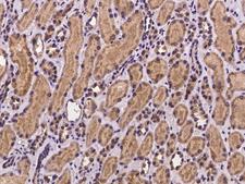 ZNF799 Antibody - Immunochemical staining of human ZNF799 in human kidney with rabbit polyclonal antibody at 1:100 dilution, formalin-fixed paraffin embedded sections.