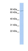 ZNF800 Antibody - ZNF800 antibody Western blot of 721_B cell lysate. This image was taken for the unconjugated form of this product. Other forms have not been tested.