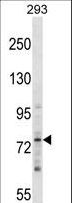 ZNF81 Antibody - ZNF81 Antibody western blot of 293 cell line lysates (35 ug/lane). The ZNF81 antibody detected the ZNF81 protein (arrow).