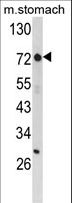 ZNF823 Antibody - Western blot of ZFP36 Antibody in mouse stomach tissue lysates (35 ug/lane). ZFP36 (arrow) was detected using the purified antibody.(8 ug/ml)