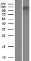 ZNF827 Protein - Western validation with an anti-DDK antibody * L: Control HEK293 lysate R: Over-expression lysate