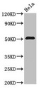 ZNF829 Antibody - Western Blot Positive WB detected in: Hela whole cell lysate All lanes: ZNF829 antibody at 3µg/ml Secondary Goat polyclonal to rabbit IgG at 1/50000 dilution Predicted band size: 51, 29, 59 kDa Observed band size: 51 kDa