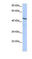 ZNF830 / CCDC16 Antibody - ZNF830 / CCDC16 antibody Western blot of HepG2 cell lysate. This image was taken for the unconjugated form of this product. Other forms have not been tested.