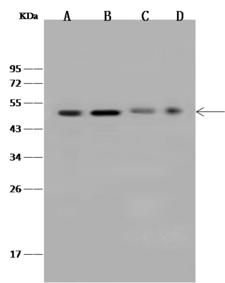 ZNF830 / CCDC16 Antibody - Anti-ZNF830 rabbit polyclonal antibody at 1:500 dilution. Lane A: U251MG Whole Cell Lysate. Lane B: Jurkat Whole Cell Lysate. Lane C: NIH3T3 Whole Cell Lysate. Lane D: HeLa Whole Cell Lysate. Lysates/proteins at 30 ug per lane. Secondary: Goat Anti-Rabbit IgG (H+L)/HRP at 1/10000 dilution. Developed using the ECL technique. Performed under reducing conditions. Predicted band size: 42 kDa. Observed band size: 50 kDa.