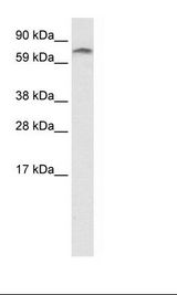 ZNF84 Antibody - Fetal Heart Lysate.  This image was taken for the unconjugated form of this product. Other forms have not been tested.