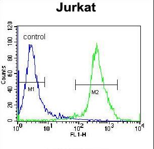 ZNF841 Antibody - ZNF841 Antibody flow cytometry of Jurkat cells (right histogram) compared to a negative control cell (left histogram). FITC-conjugated donkey-anti-rabbit secondary antibodies were used for the analysis.
