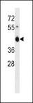 ZNF843 Antibody - ZNF843 Antibody western blot of NCI-H292 cell line lysates (35 ug/lane). The ZNF843 antibody detected the ZNF843 protein (arrow).