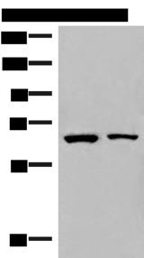 ZNF85 / HPF4 Antibody - Western blot analysis of Raji and PC3 cell lysates  using ZNF85 Polyclonal Antibody at dilution of 1:400
