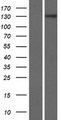 ZNF862 Protein - Western validation with an anti-DDK antibody * L: Control HEK293 lysate R: Over-expression lysate