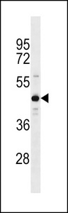 ZNF883 Antibody - ZNF883 Antibody western blot of A549 cell line lysates (35 ug/lane). The ZNF883 antibody detected the ZNF883 protein (arrow).
