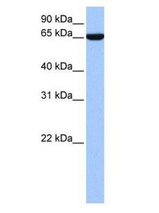 ZNF891 Antibody - ZNF891 antibody Western Blot of HeLa cell lysate.  This image was taken for the unconjugated form of this product. Other forms have not been tested.