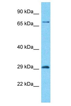 ZNF90 Antibody - ZNF90 antibody Western Blot of Fetal Liver. Antibody dilution: 1 ug/ml.  This image was taken for the unconjugated form of this product. Other forms have not been tested.
