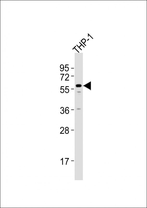 ZNF92 Antibody - Anti-ZNF92 Antibody at 1:2000 dilution + THP-1 whole cell lysates Lysates/proteins at 20 ug per lane. Secondary Goat Anti-Rabbit IgG, (H+L), Peroxidase conjugated at 1/10000 dilution Predicted band size : 68 kDa Blocking/Dilution buffer: 5% NFDM/TBST.