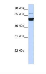 ZNF93 Antibody - 721_B cell lysate. Antibody concentration: 1.0 ug/ml. Gel concentration: 12%.  This image was taken for the unconjugated form of this product. Other forms have not been tested.
