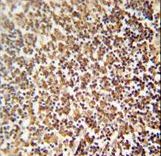 ZNF98 Antibody - ZNF98 antibody immunohistochemistry of formalin-fixed and paraffin-embedded human lymph node followed by peroxidase-conjugated secondary antibody and DAB staining.